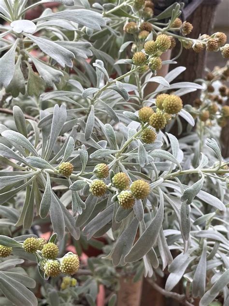 芙蓉菊避邪|避邪草是什麼？常見6種「避邪植物」介紹，趨吉避凶。